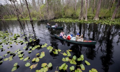 A former Trump official backs World Heritage status for the vast Okefenokee Swamp
