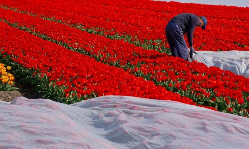 Flower lovers and influencers flock to the tulip vistas at an iconic Dutch park