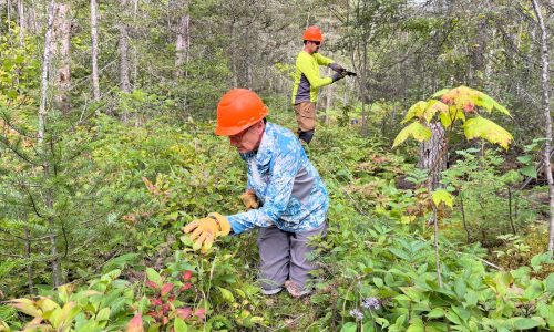 Log in the Boundary Waters? Trump administration says it got map wrong