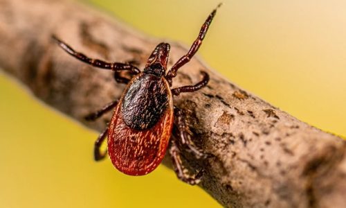 Tick-borne Powassan virus creeps into Minnesota