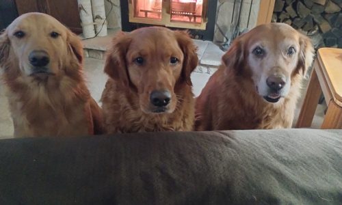 The 15 cats and seven dogs of March’s Morning Report newsletter