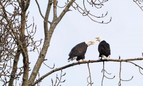 Proposed rule change on endangered species triggers alarm for environmentalists