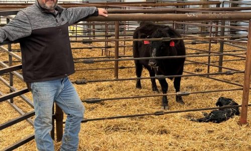 Ranchers hope Trump’s tariffs boost demand for cattle but some fear market uncertainty