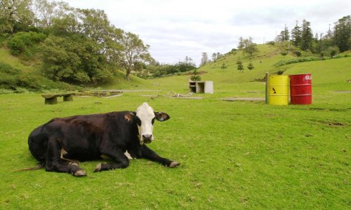 In the crosshairs of US tariffs, coral islands in the South Pacific and Arctic outposts