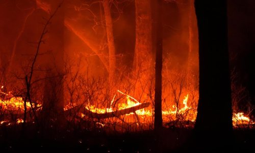 Wildfire in New Jersey Pine Barrens expected to grow before it’s contained, officials say