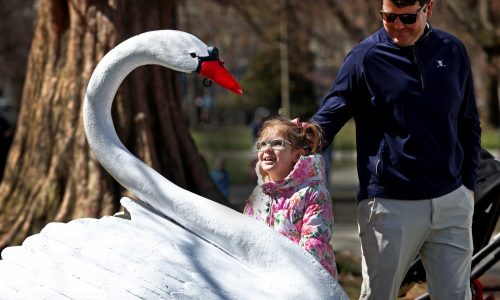 Setting sail for spring: Boston’s iconic Swan Boats assembled for the season ahead