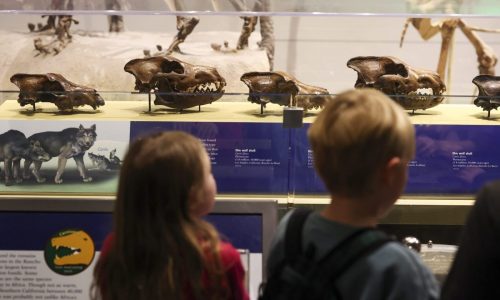 The ‘return’ of an extinct wolf is not the answer to saving endangered species, experts warn