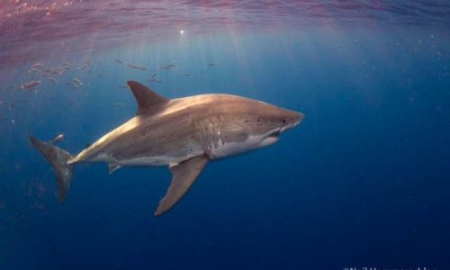 Shark researchers show what could happen to Cape Cod if great whites disappear