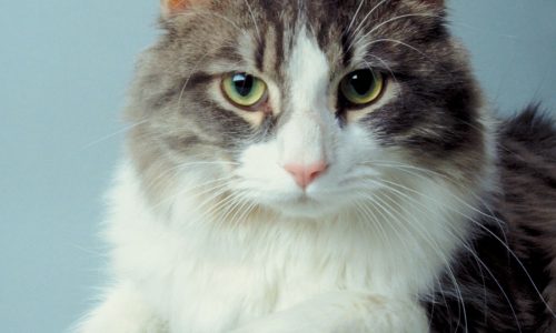 Rescued cat has some issues