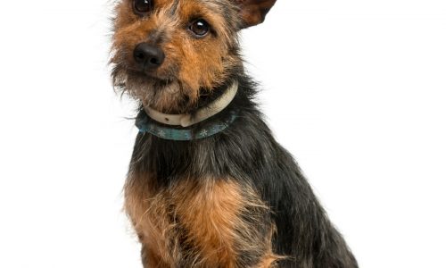 Concerned about dog’s mouth tumor