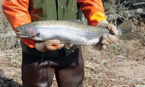 Free steelhead identification decals help Lake Superior anglers avoid keeping protected fish