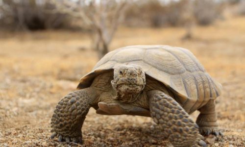 Looking to keep wildlife out of the ‘emergency room,’ states expand managers’ role