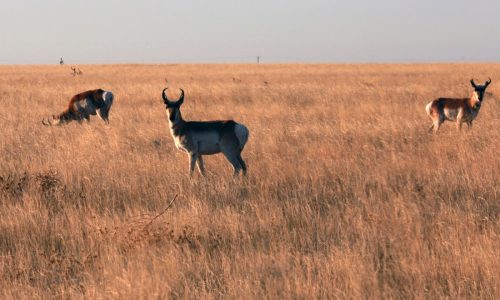 As states rethink wildlife management, New Mexico offers a new model