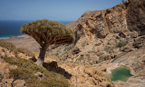 These surreal trees survived for centuries. Scientists worry for their future