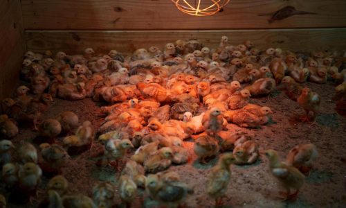 Shipment of thousands of chicks found abandoned in USPS truck now overwhelming an animal shelter