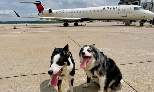 Meet Hercules and Ned, the border collies fending off wildlife at West Virginia’s busiest airport