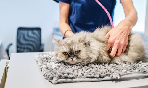 Cat, family bedeviled by FHS