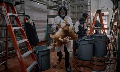 The US hasn’t seen a human bird flu case in 3 months. Experts are wondering why