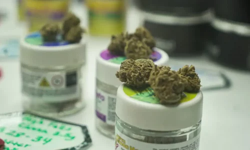 In the Weeds: Immigrants & NY’s Legalized Cannabis Industry