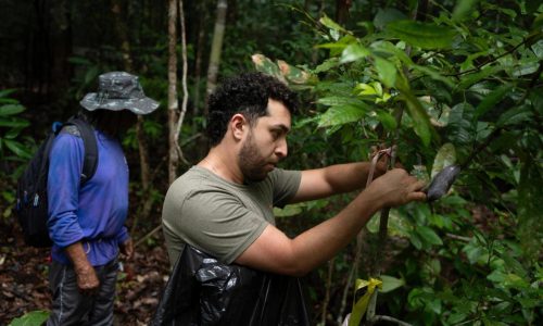 What would happen if the Amazon rainforest dried out? This decades-long experiment has some answers