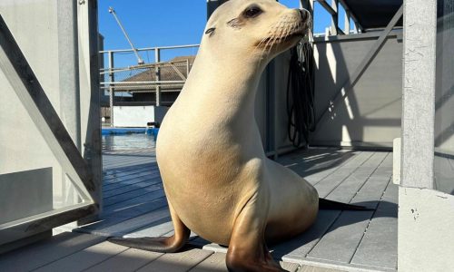 Scientists once thought only humans could bob to music. Ronan the sea lion helped prove them wrong