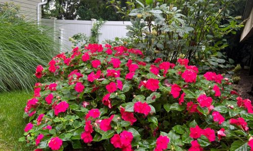 Some plants cause more suffering than others for gardeners with pollen allergies