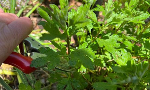 Chelsea Chop is the catchy new name for a classic gardening technique