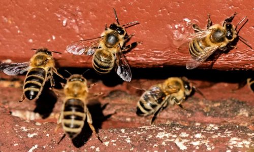 On ‘World Bee Day,’ the bees did not seem bothered. They should be