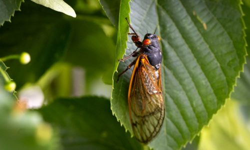 Massachusetts, the cicadas are coming: ‘They can be really loud, as loud as a chainsaw’