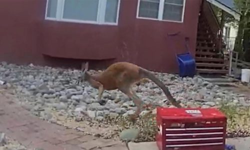 Loose pet kangaroo keeps police hopping — again — in a Colorado town