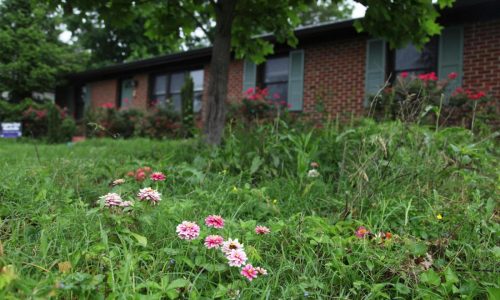 Bored with manicured lawns, some homeowners adopt No Mow May all year long