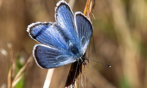 Is there life after extinction? Some scientists and conservationists are trying to find out