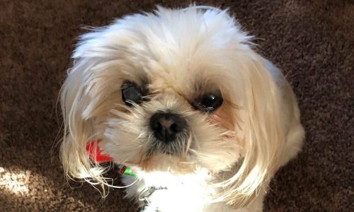 Readers’ pets featured in our Morning Report newsletter in May