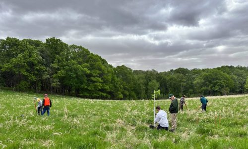 U of M researchers are planting ‘survivor’ trees in hopes of defeating Dutch elm disease