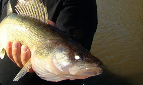Walleyes take center stage as Minnesota Fishing Opener approaches