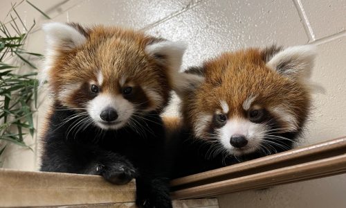 Red Panda Forest Habitat opens at Minnesota Zoo this weekend