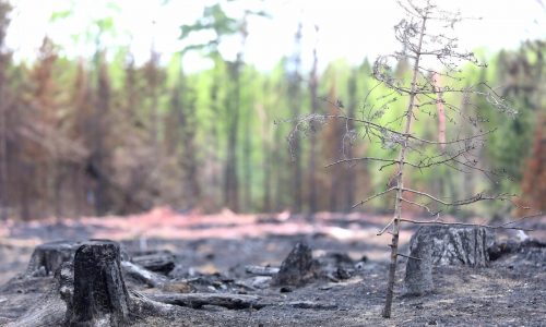 Firefighters make progress on Northern Minnesota blazes