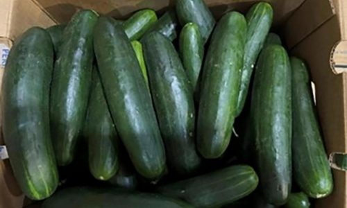 New salmonella outbreak tied to same Florida grower with tainted cucumbers last year