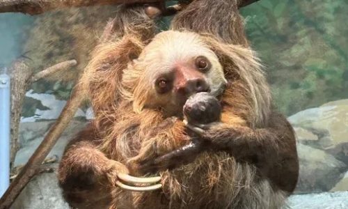 Como Zoo says its newborn sloth has died unexpectedly