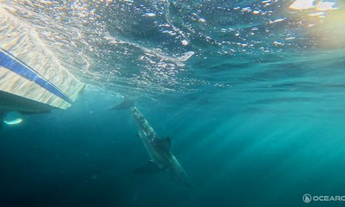 Cape Cod seals, watch out! White shark migrating north ‘getting a head start’ on shark season