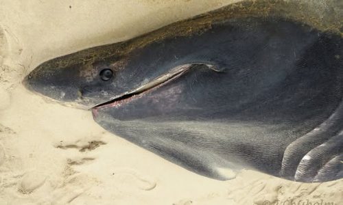 Massive shark washes up on Cape Cod beach: ‘May look like it’s smiling but sadly, it is not’