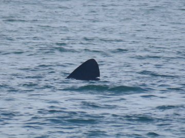 Sharks spotted off Massachusetts coast: ‘This is an enormous shark… Holy cow!’