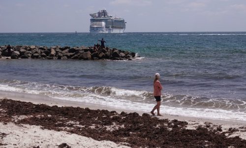 Record-breaking amounts of seaweed drifting toward Florida, experts say