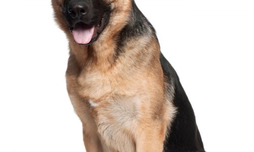 German Shepherd has problems with pancreas