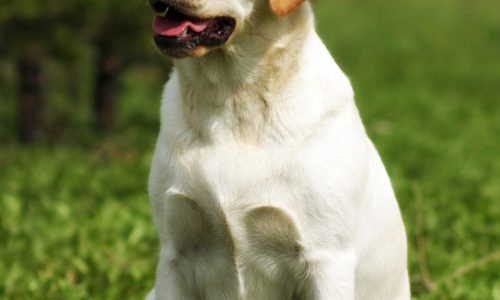 Virus the cause of dog’s mouth warts