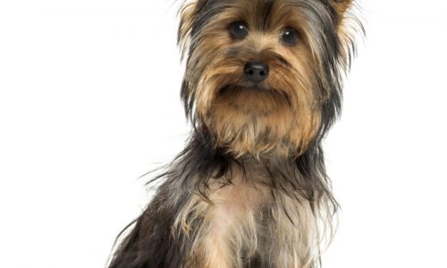 Senior Yorkie’s woes came on quickly