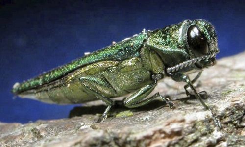 Emerald ash borer confirmed for the first time in four Minnesota counties