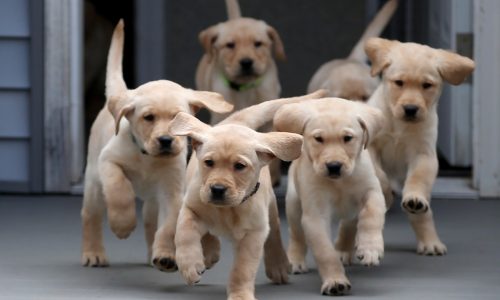 Goffe: House proposal would boost foreign puppy mills