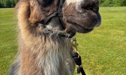 Tee Thursday: Llama caddie proves golf is supposed to be fun