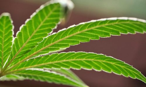 Mass. House approves bill overhauling oversight at Cannabis Control Commission